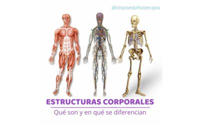 Estructuras Corporales, ¿Qué son y en que se diferencian?