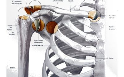 Ejercicios para la estabilidad de hombro